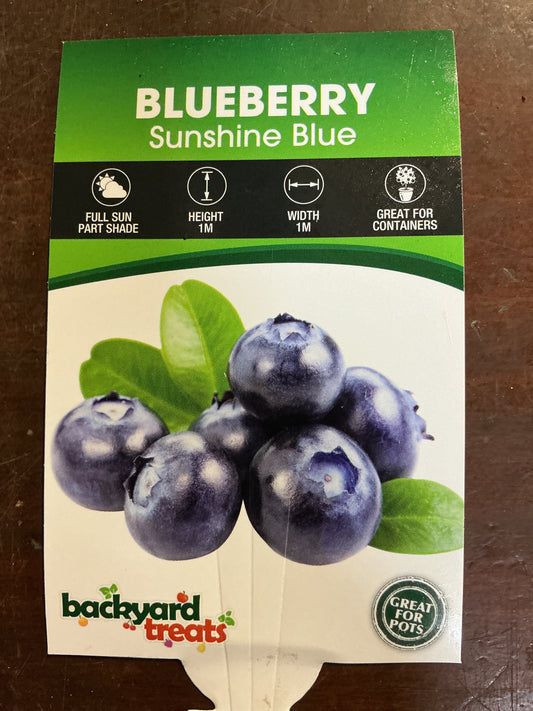 Blueberry ’Sunshine Blue'