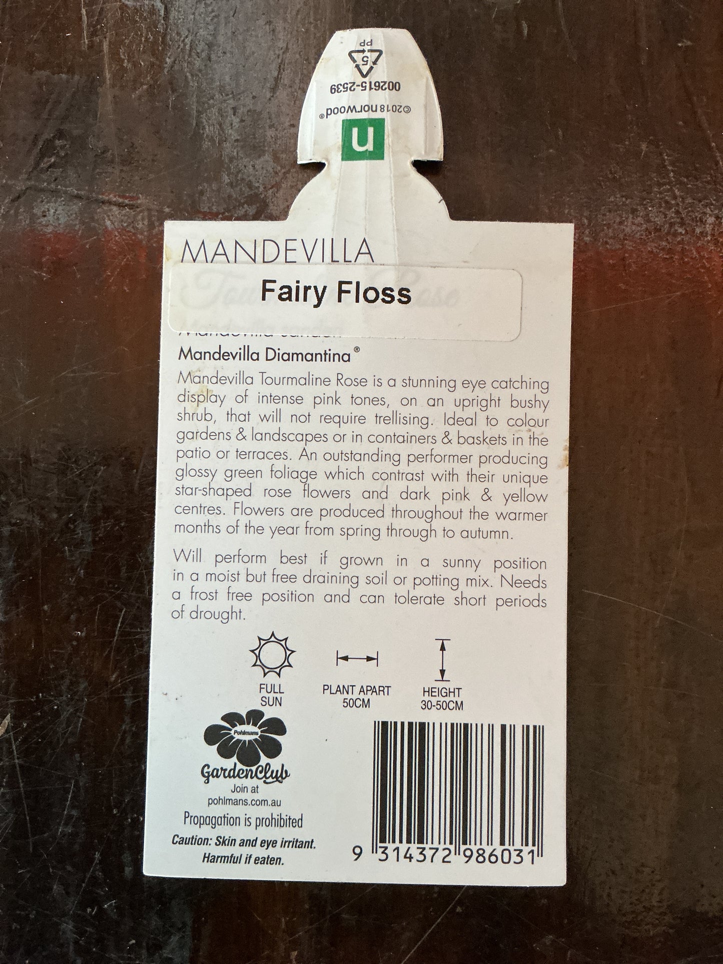 Mandevilla ‘Fairy Floss’