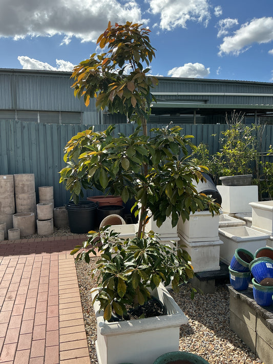 Eumundi Quandong (Eleaocarpus eumundi)
