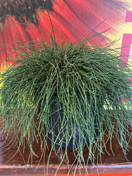 Casuarina Cousin It