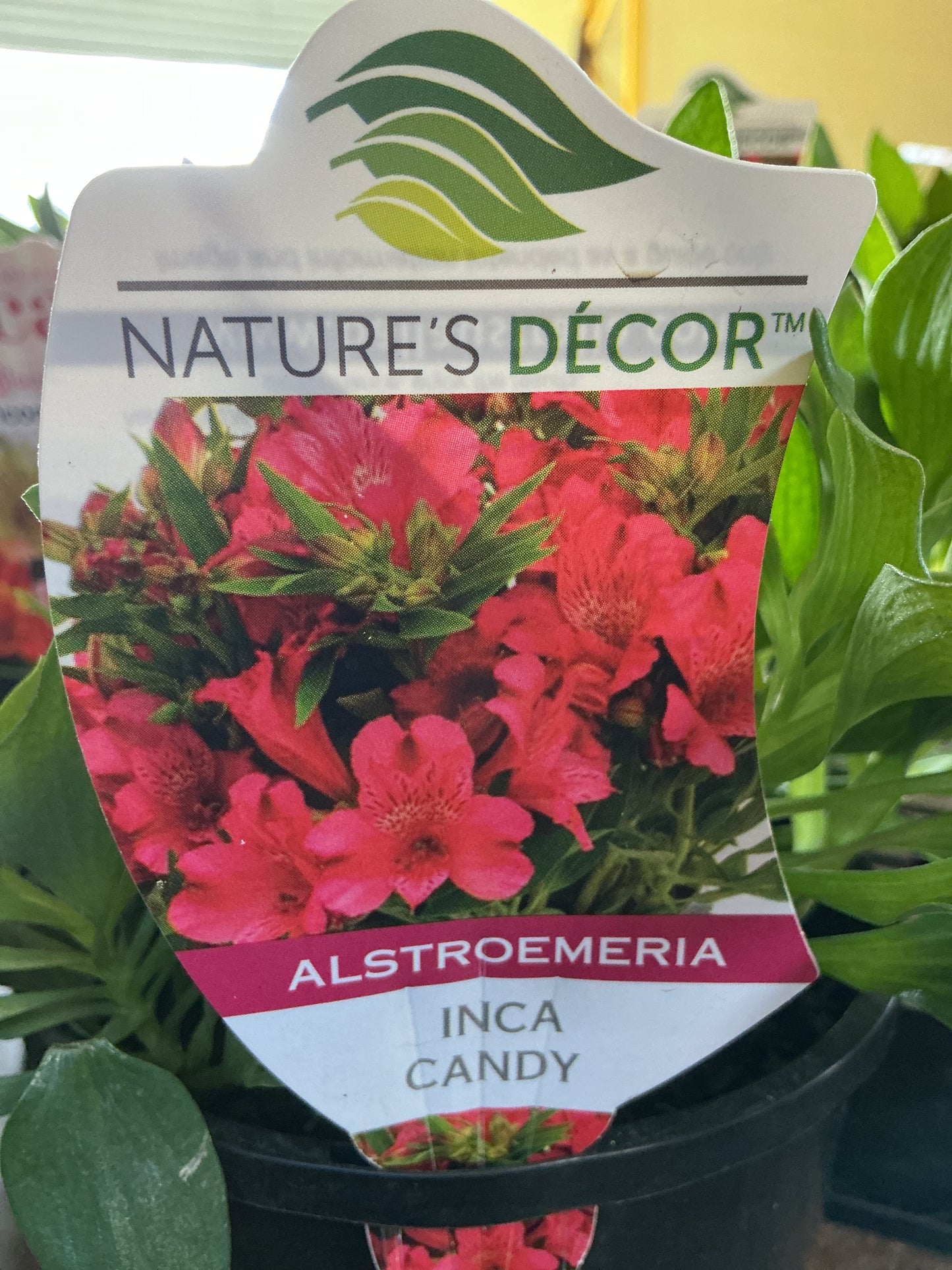 Alstromeria