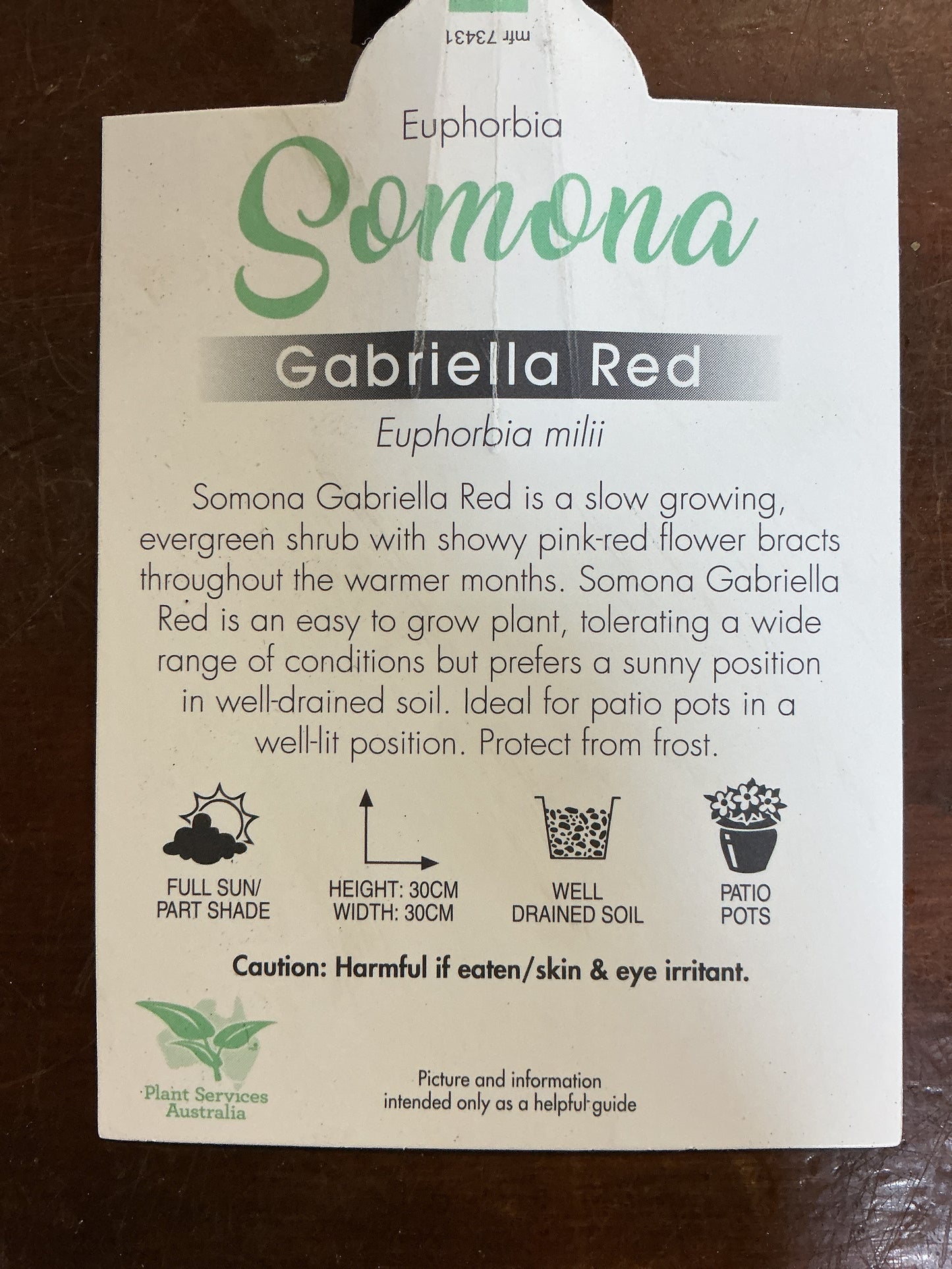 Euphorbia somona ‘Gabriella Red’