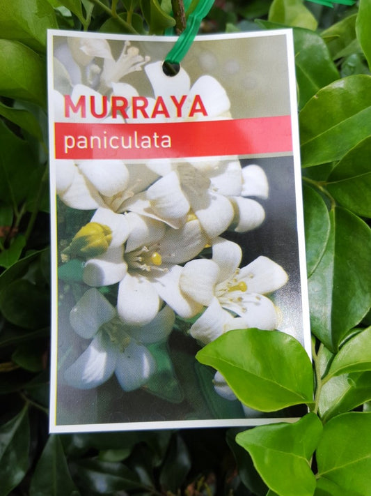 Murraya 10-Pack Special Offer