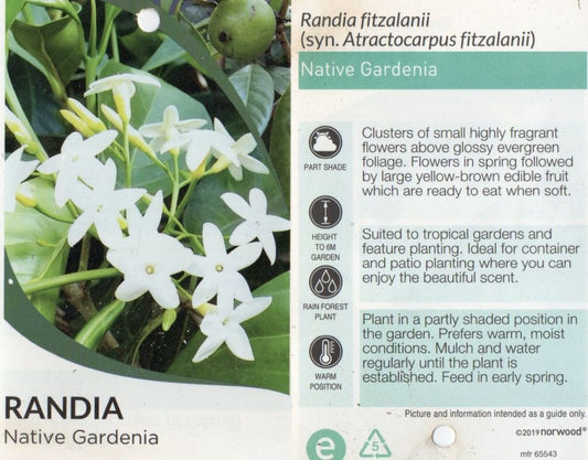 Native Gardenia