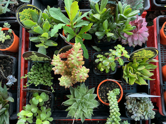 Starter Succulents
