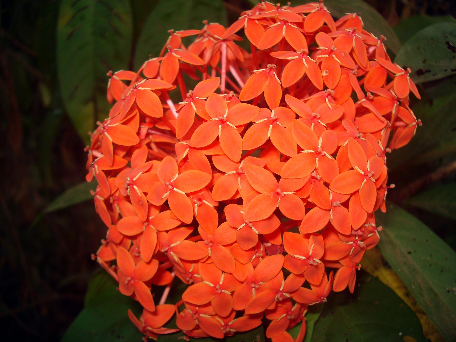 Ixora Compacta - Gardenwize Nursery