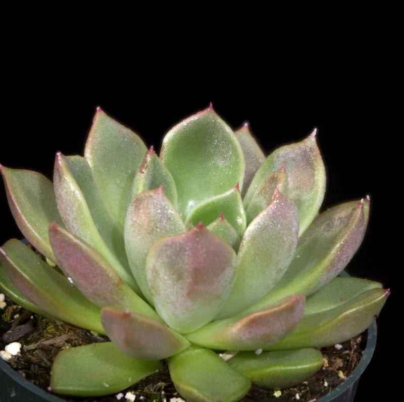 Cacti and Succulents