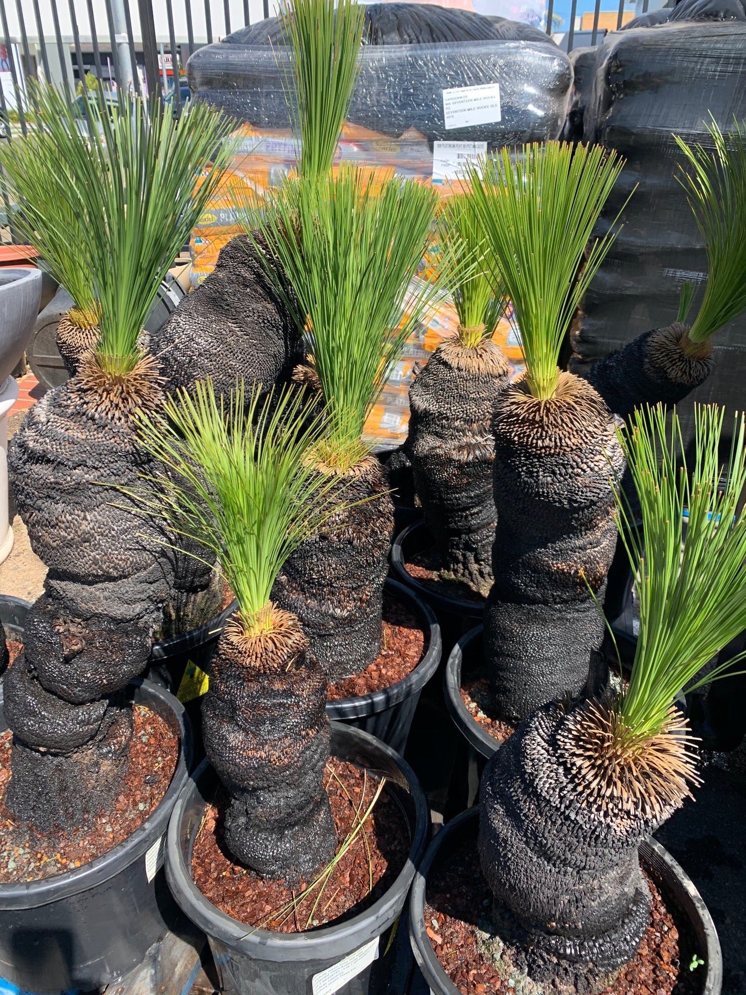 Grass Trees