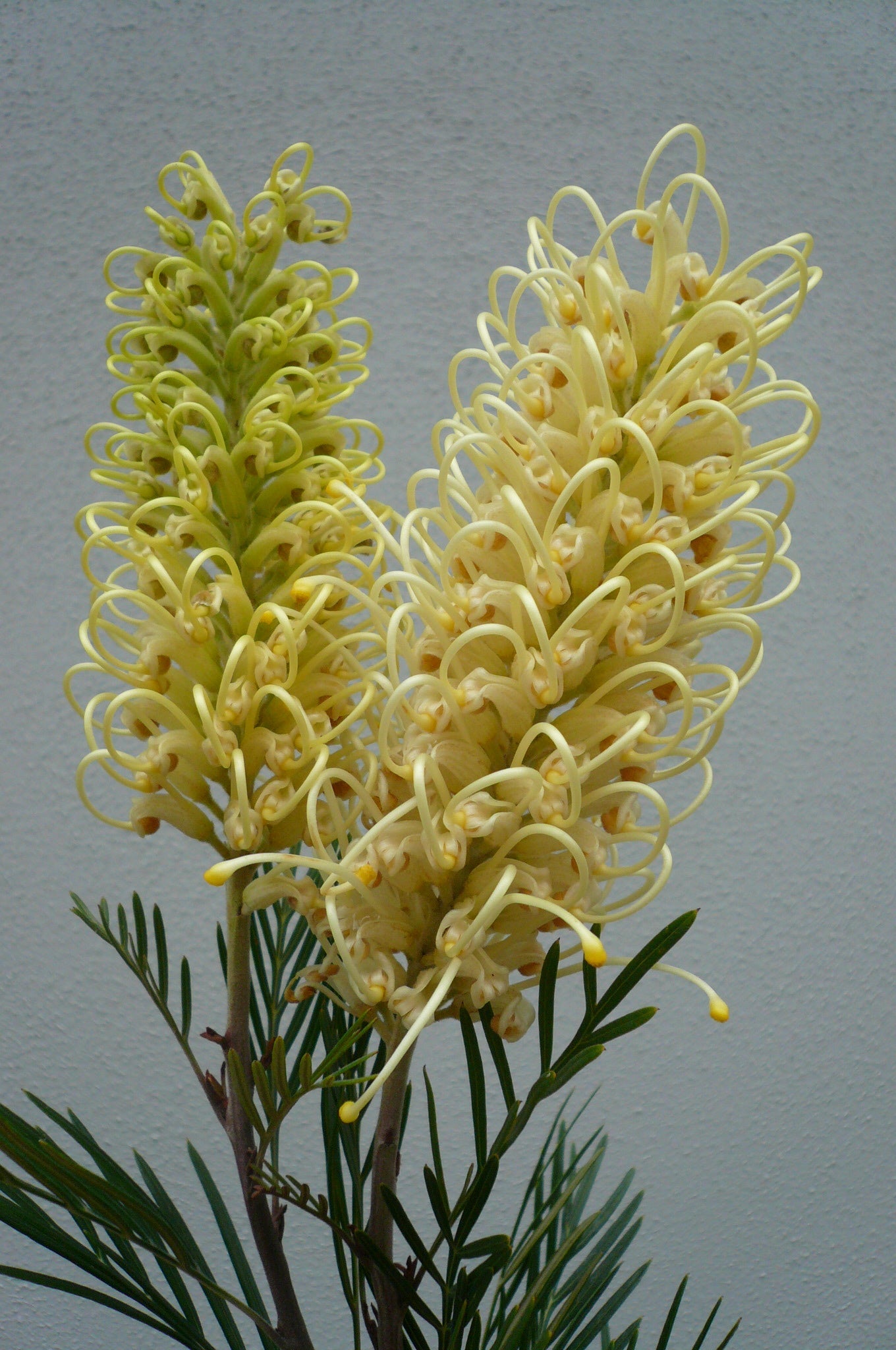 Australian Natives