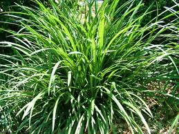 Grasses