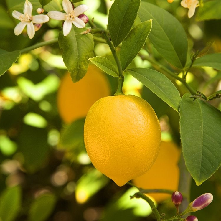 Fruit Trees