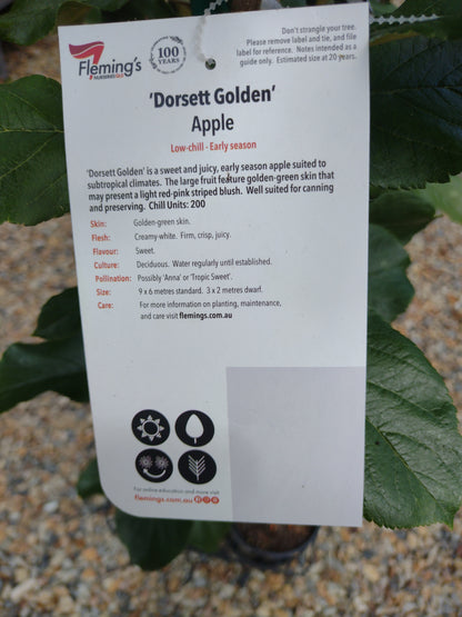 ‘Dorsett Golden’ apple dwarf image 2