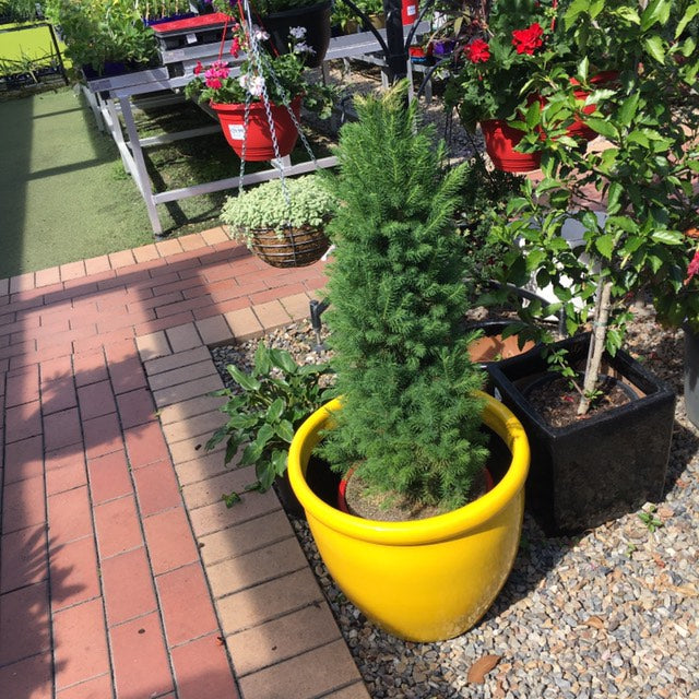 Christmas Star Picea Glauca 300mm  image 0