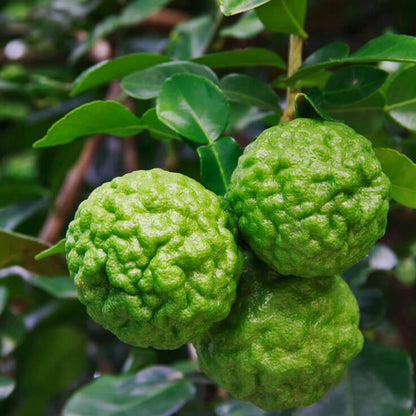 Lime (Kaffir) image 0
