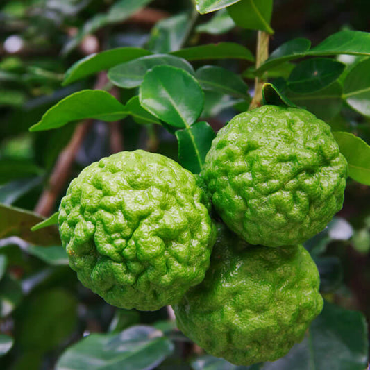 Lime (Kaffir) image 0