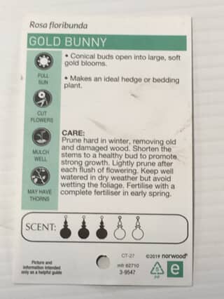 Rose Gold Bunny image 1