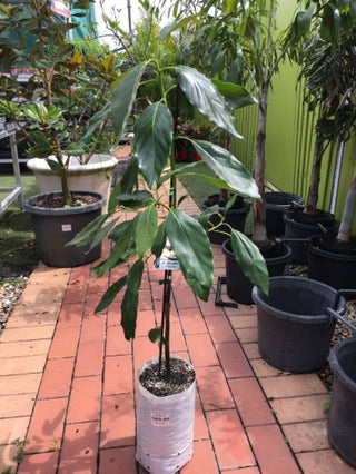 Avocado Hass image 2