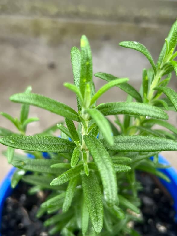 Rosemary Tuscan Blue image 0