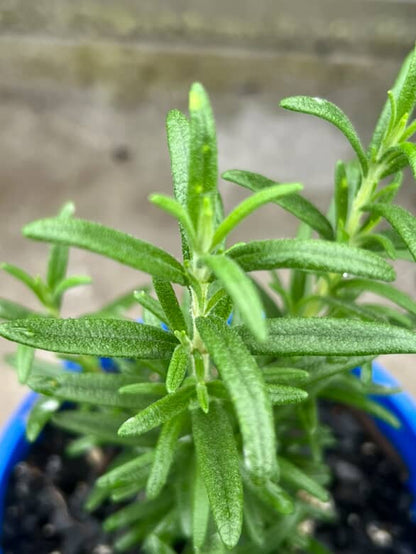 Rosemary Tuscan Blue image 0