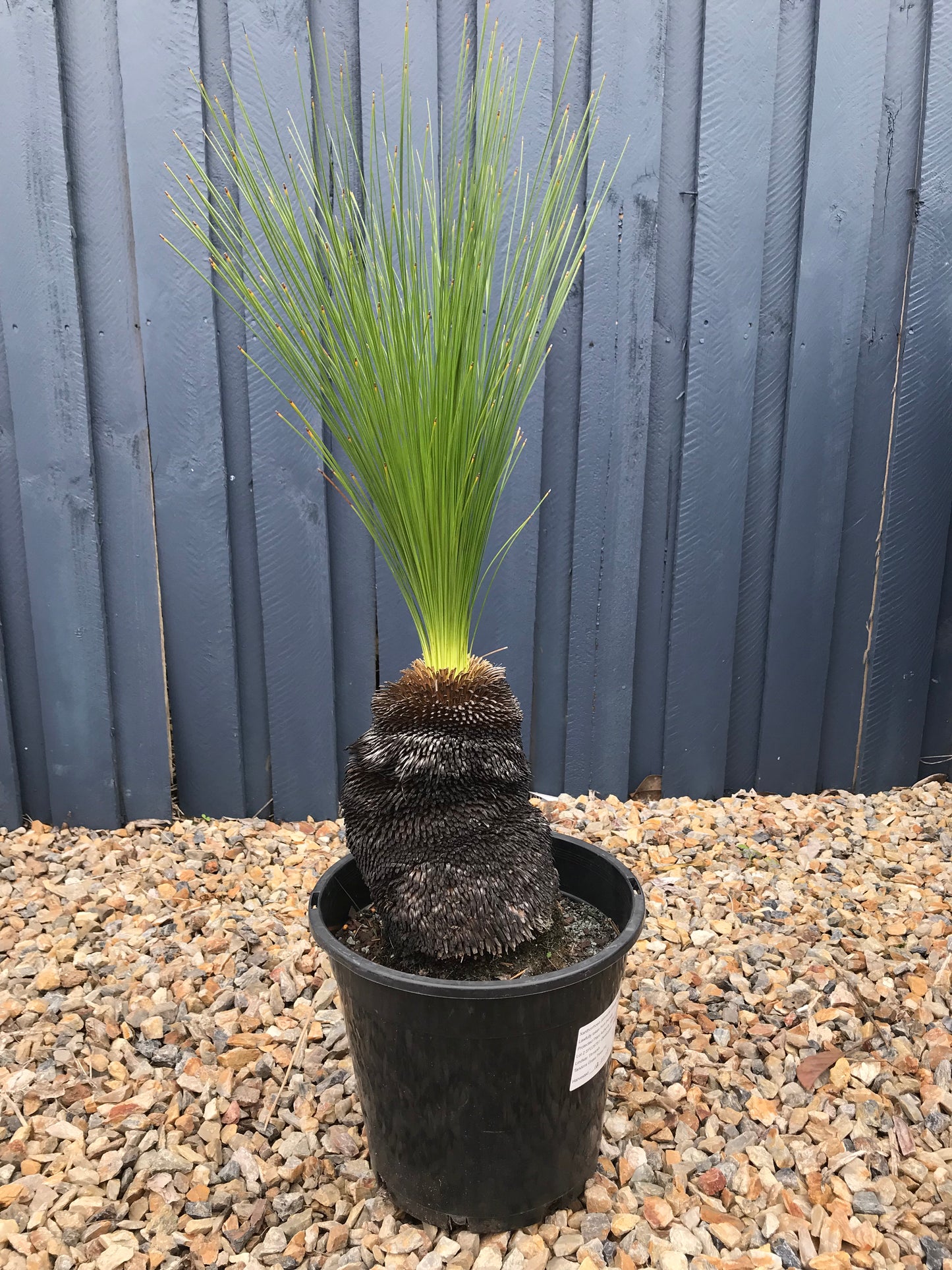 Grass Trees