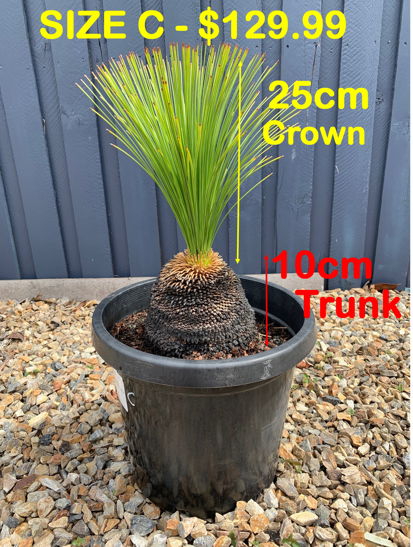 Grass Trees - C image