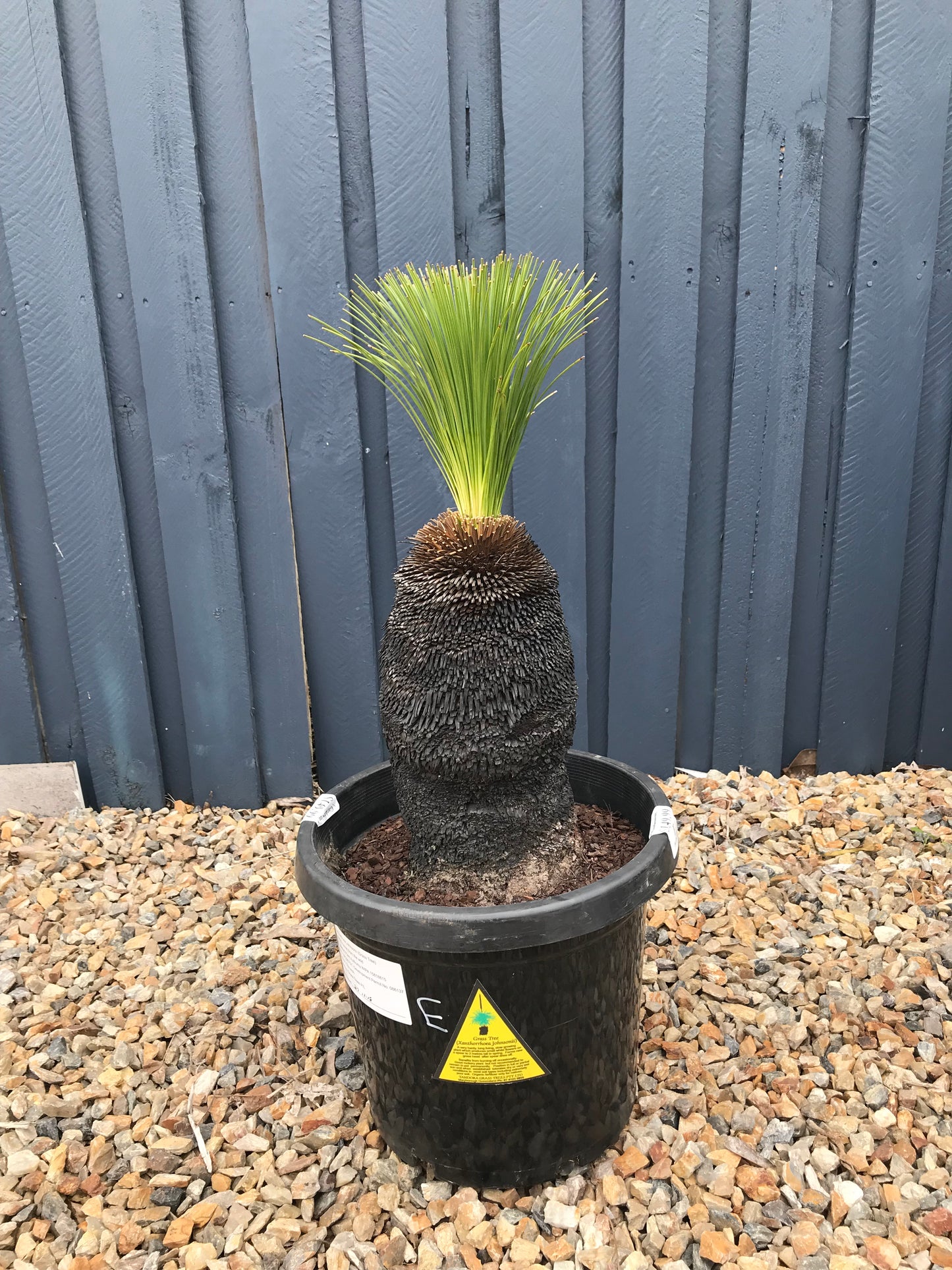 Grass Trees