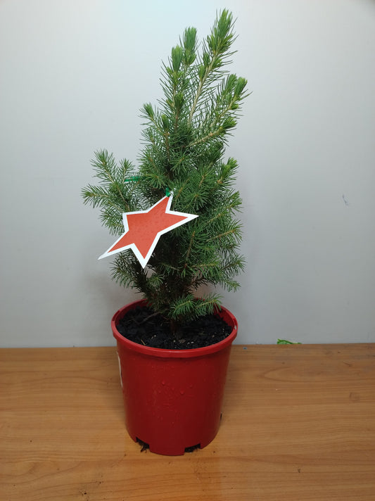 Christmas Star Picea Glauca 140mm image 0
