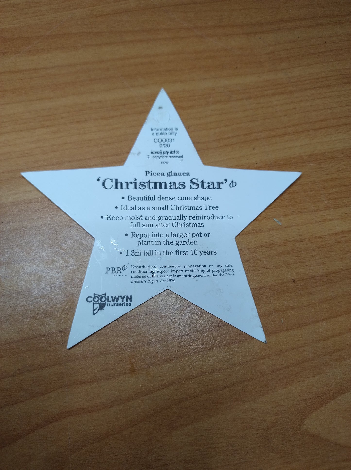 Christmas Star Picea Glauca 140mm image 2