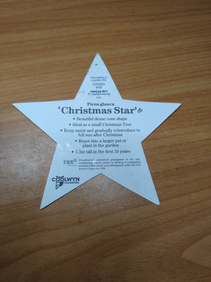 Christmas Star Picea Glauca 140mm image 2