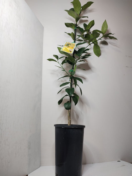 Dwarf ‘Meyer’ Lemon image 0