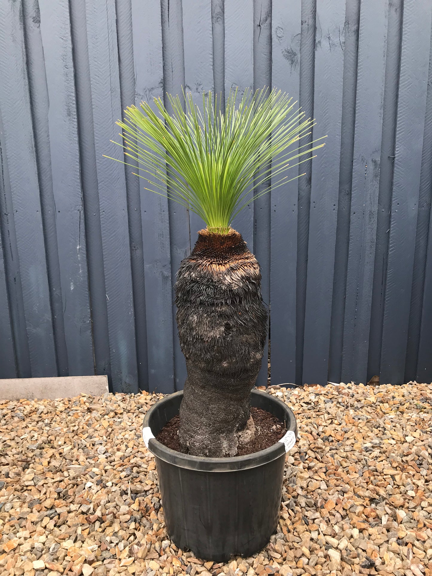 Grass Trees