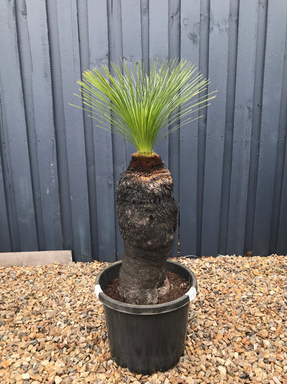 Grass Trees