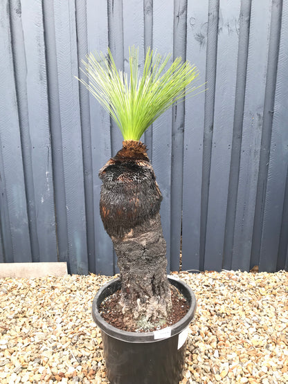 Grass Trees