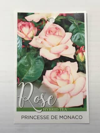 Rose Princesse De Monaco image 0