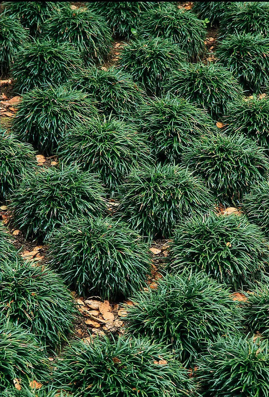Mondo Grass 75mm
