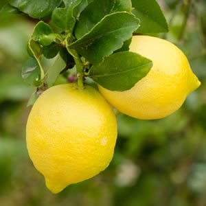 Lemonade image 0