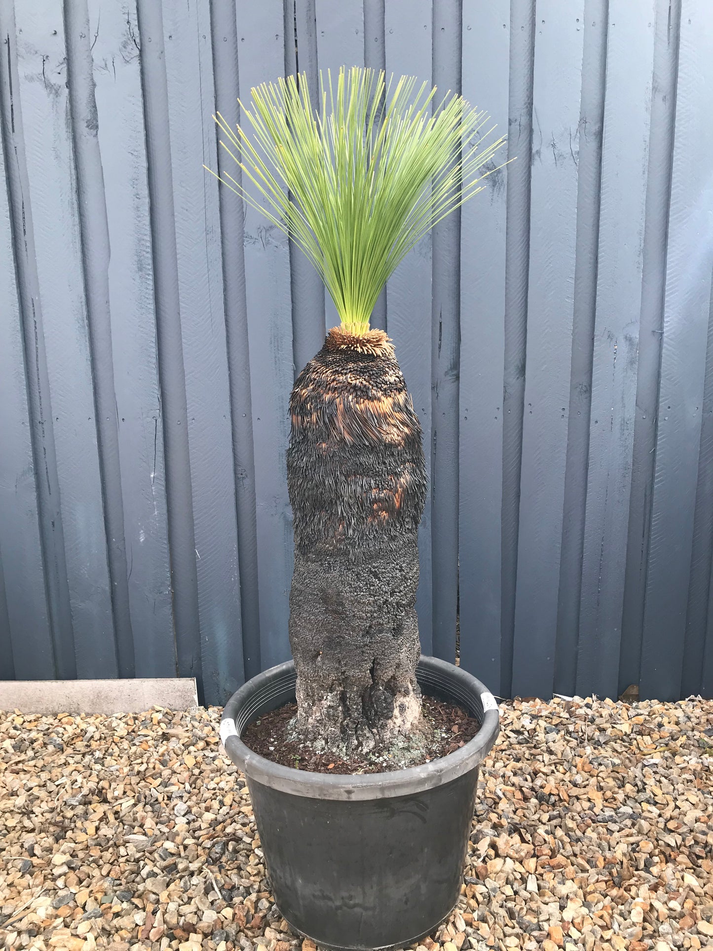 Grass Trees