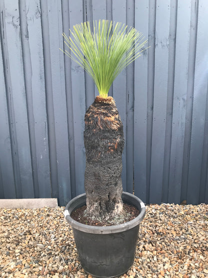Grass Trees