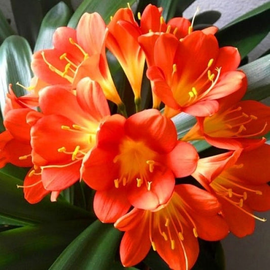 Clivia 'Belgium Hybrid' image 0