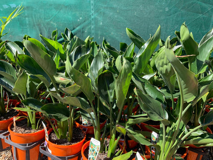 Strelitzia Reginae 'Bird of Paradise' image 1