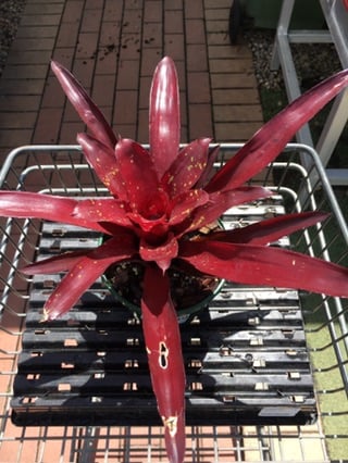 Neoregelia Dwarf 'Red Splash' image 1