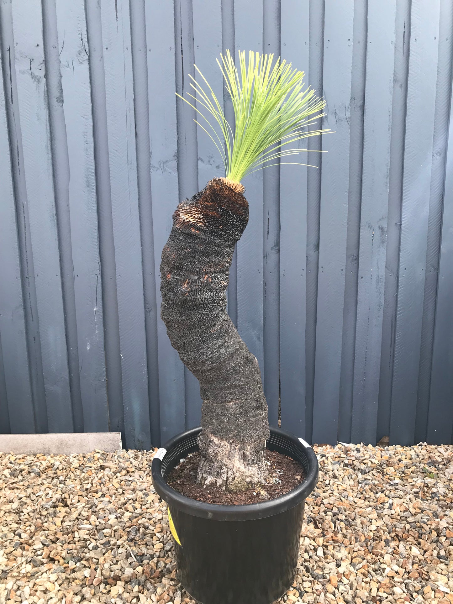 Grass Trees