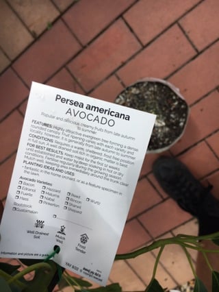 Avocado Hass image 1