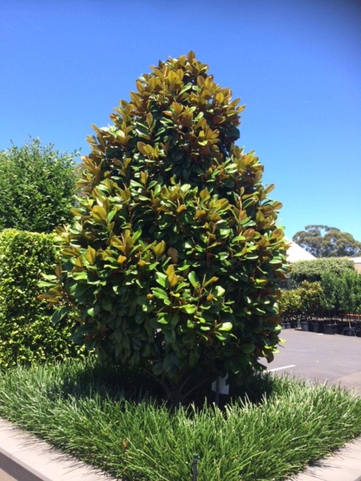 Magnolia 'Teddy Bear' image 1
