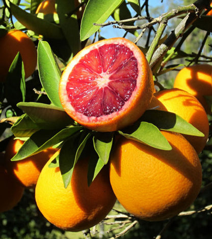 Orange (Blood Orange) image 0