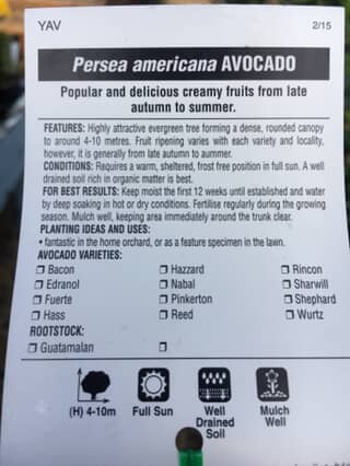 Avocado Shephard image 2