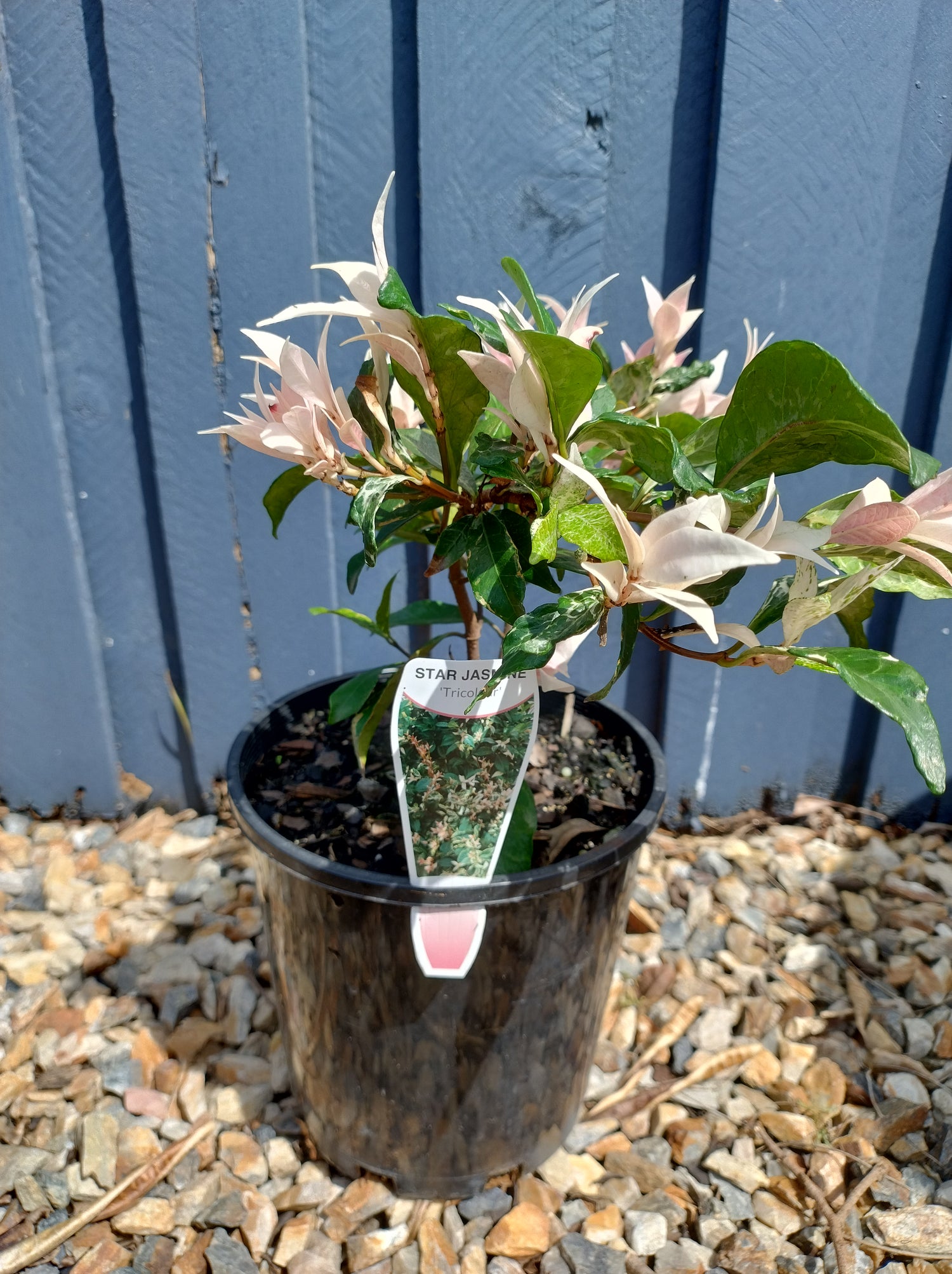 Tricolour Jasmine image 0