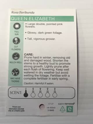 Rose Queen Elizabeth image 1
