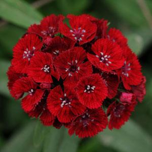 Dianthus Rebekah image 0