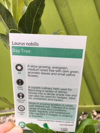 Bay Tree image 1